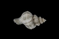 藏品(旋梯花仙螺)的圖片